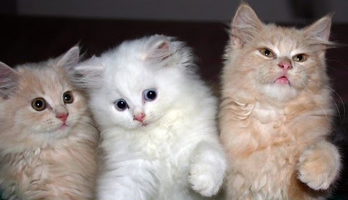  Gambar  Kucing Comel Cute  Gambar  Anak Kucing Persia