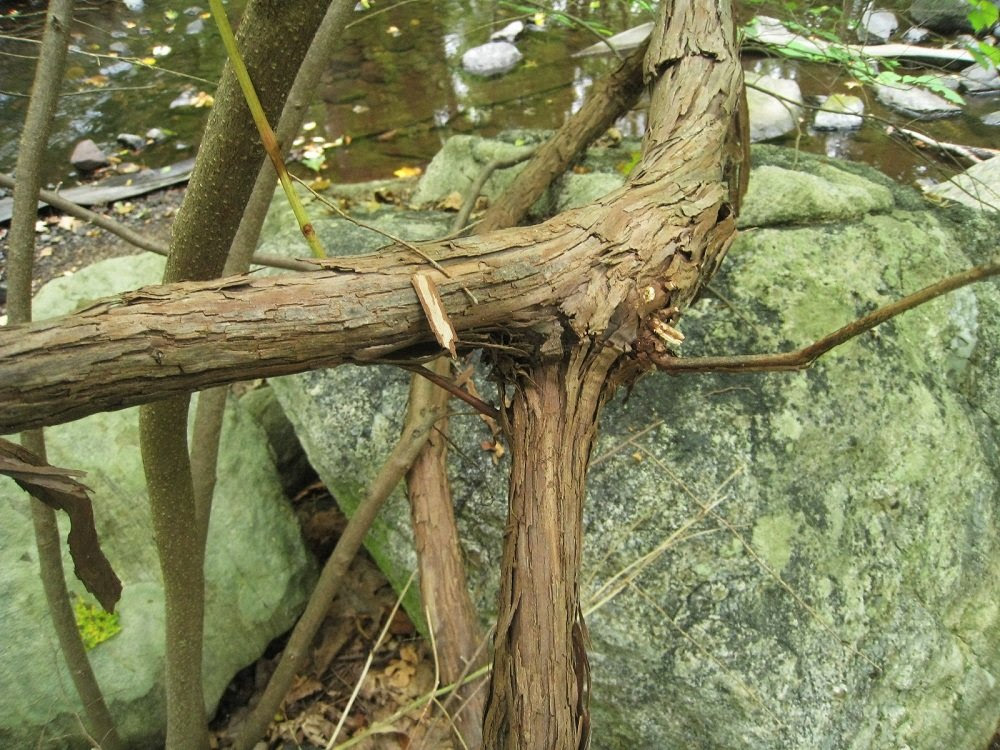Some can reach up to 50 feet (15 m.) in length. Wild Grape Poison Ivy Patrol Specialty Landscaping Invasive Plant Removal