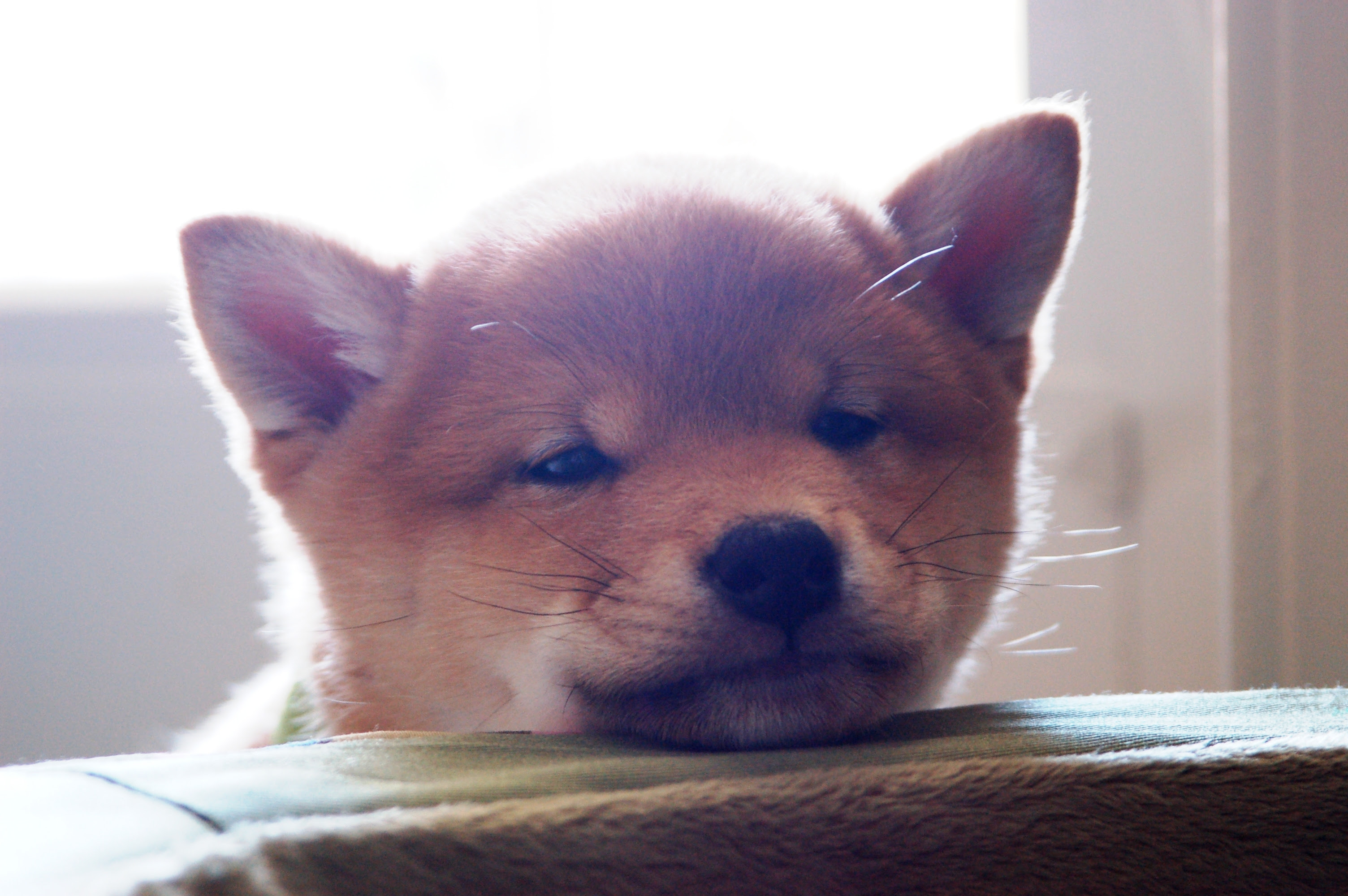 最高の無料イラスト ラブリー犬 フリー 素材 柴犬