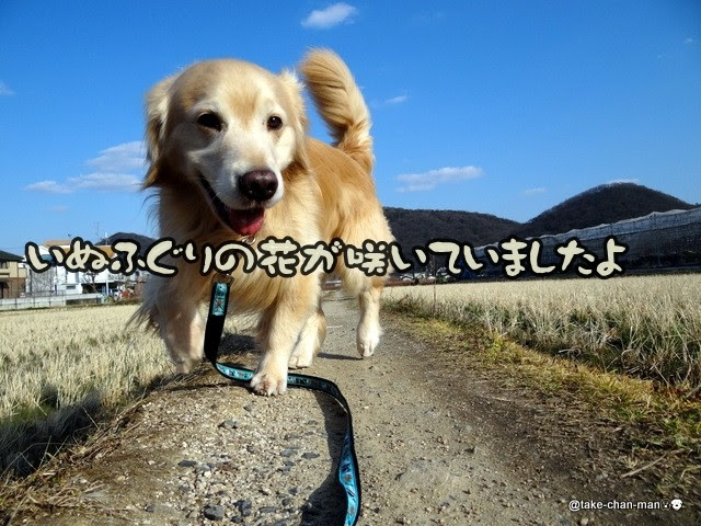 すべての美しい花の画像 無料印刷可能いぬ ふぐり 花