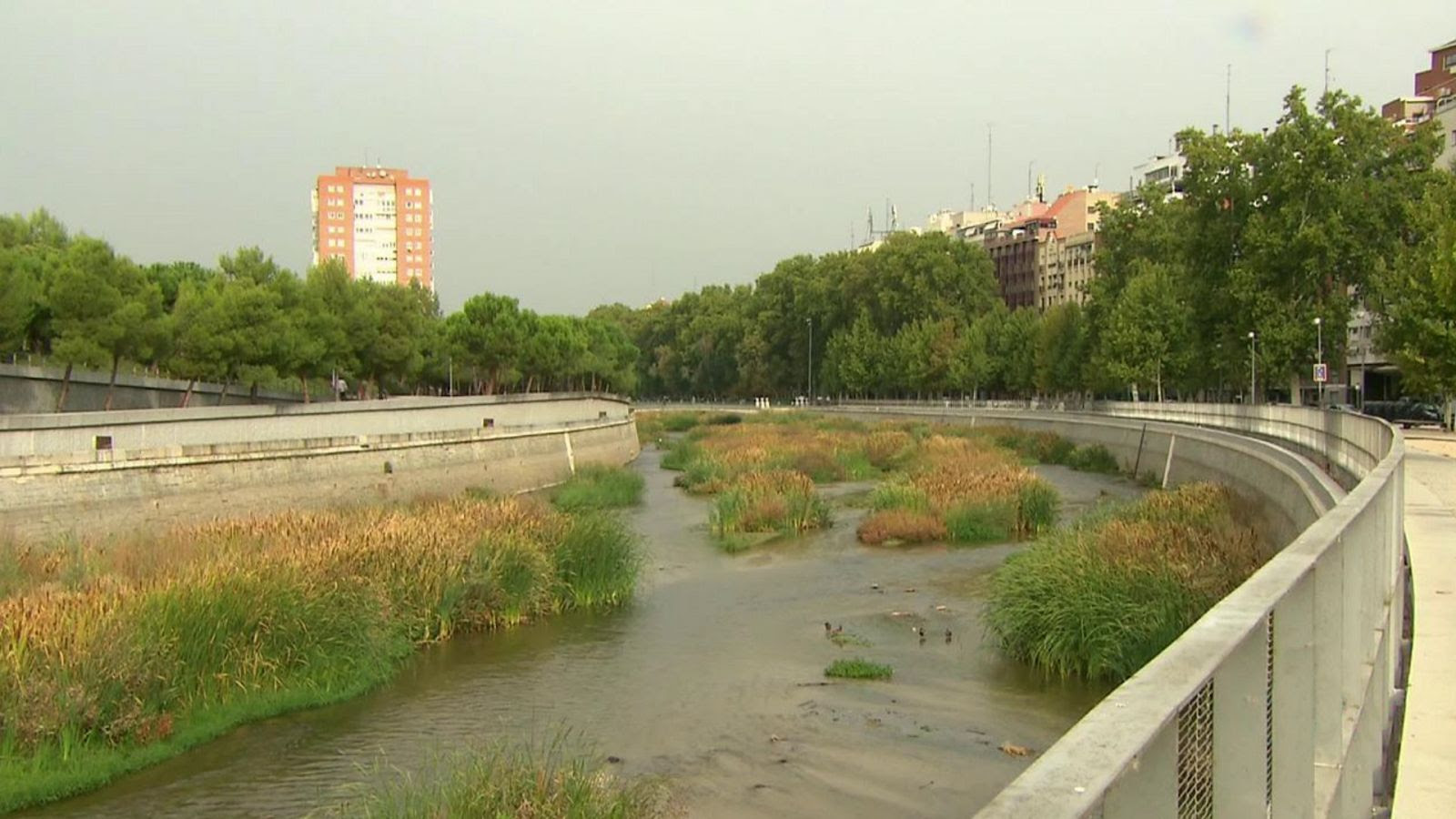 El escarabajo verde - Ciudadano Río - ver ahora