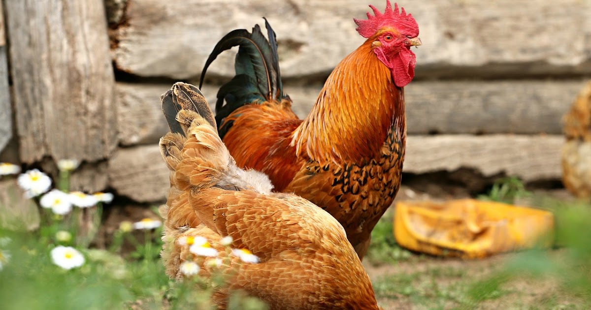 35 Contoh Gambar Hewan Peliharaan Dan Makanannya