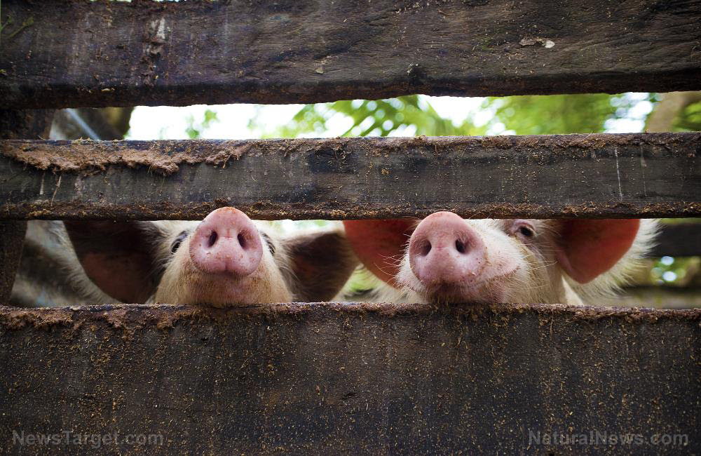 Chlorine dioxide found to halt African swine fever virus: STUDY  