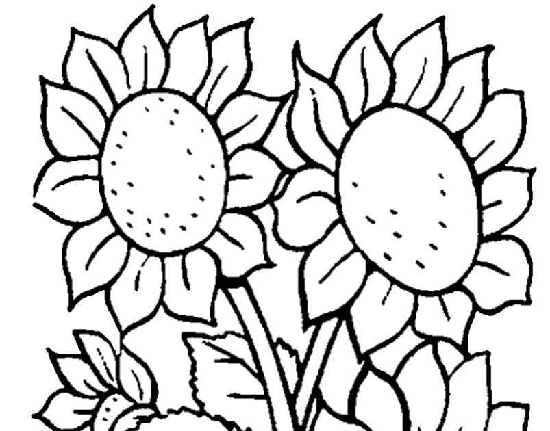 37 Aksesoris Gambar Sketsa Bunga Matahari  Sketsa  Bunga 