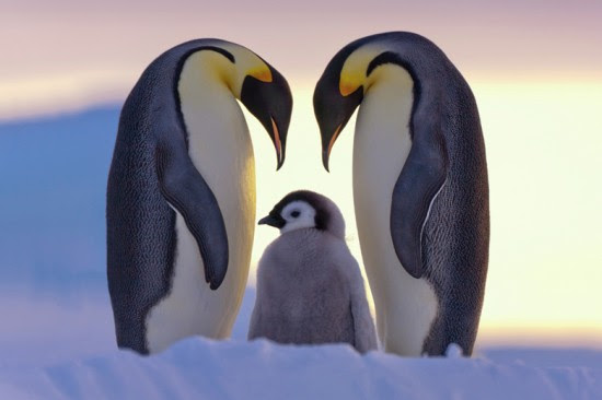 すべての動物の画像 上可愛い ペンギン 画像