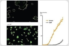 Monitoring spheroid response to cytotoxic challenge over time with fluorescent proteins