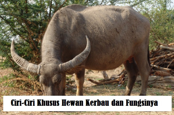  Ciri Ciri  Khusus  Dan Habitat  Asli Ini Cirinya