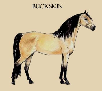 More images for buckskin » Morgan Colors Your Information Station For Morgan Color Genetics And Color History