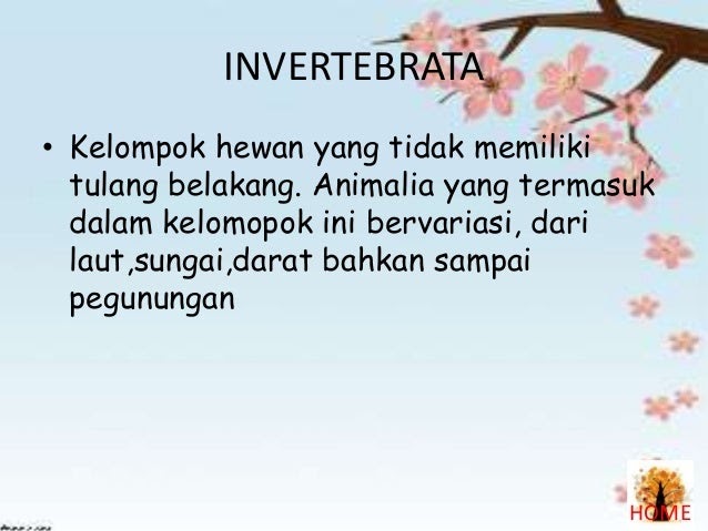  Contoh  Hewan  Invertebrata Mollusca Fontoh