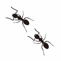 動物の画像について 新鮮な蟻 イラスト フリー
