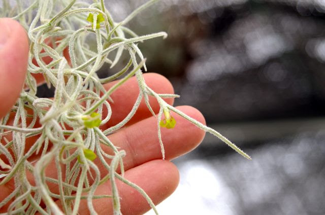 これまでで最高のウスネオイデス 花 すべての美しい花の画像