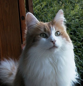[Le plus préféré] chat angora roux et blanc 245620-Chat angora roux et blanc prix