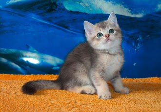 British Shorthair Blue Golden Shaded - 81021+ Nama Untuk Kucing Comel