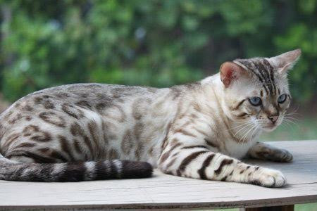 Marble bengal cat bengal kitten white kittens cats and kittens ragdoll kittens kitty cats kittens cutest funny kittens norwegian forest cat. Snow Bengal Kittens Snow Bengal Kittens For Sale Bengal Cats For Sale Bengal Kittens For Sale Florida Snow Bengals Snow Bengal Kittens Charcoal Bengals Charcoal Snow Bengals