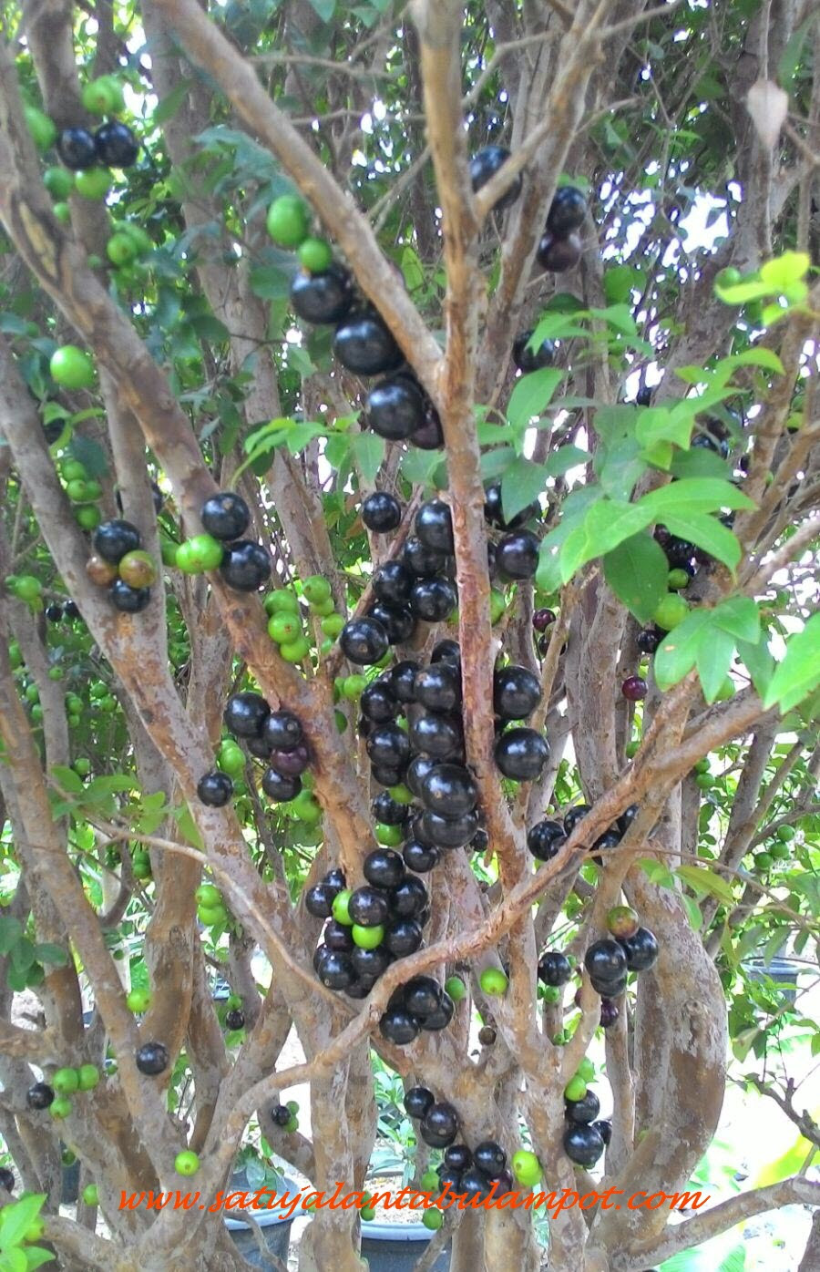 Gambar Pohon Anggur Hijau Gambar Bagian Tumbuhan