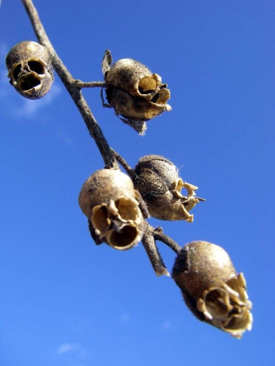 すべての美しい花の画像 ユニーク悪魔 花