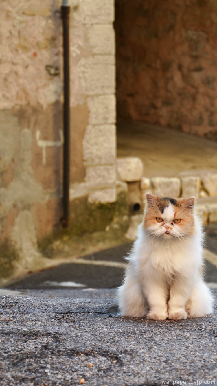 最新のhd待ち受け スマホ 壁紙 猫 かっこいい 花の画像
