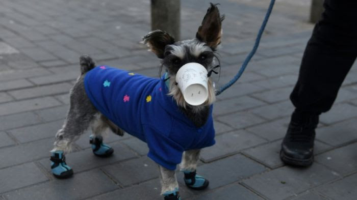 Un chien testé positif au Covid-19