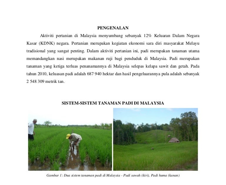 kaedah penanaman padi secara moden