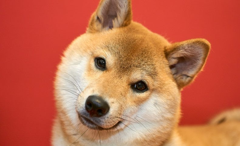 元の柴犬 イラスト 無料 かわいいディズニー画像