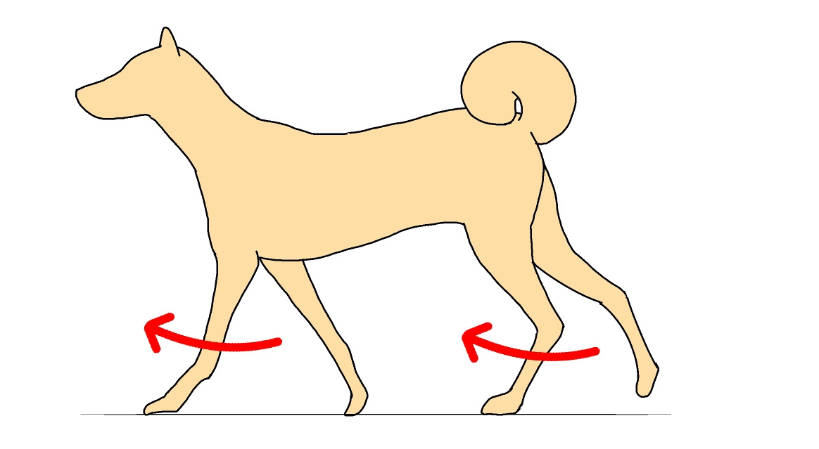 1000以上 犬 走る 正面 犬 走る 正面 Imgjpjoki