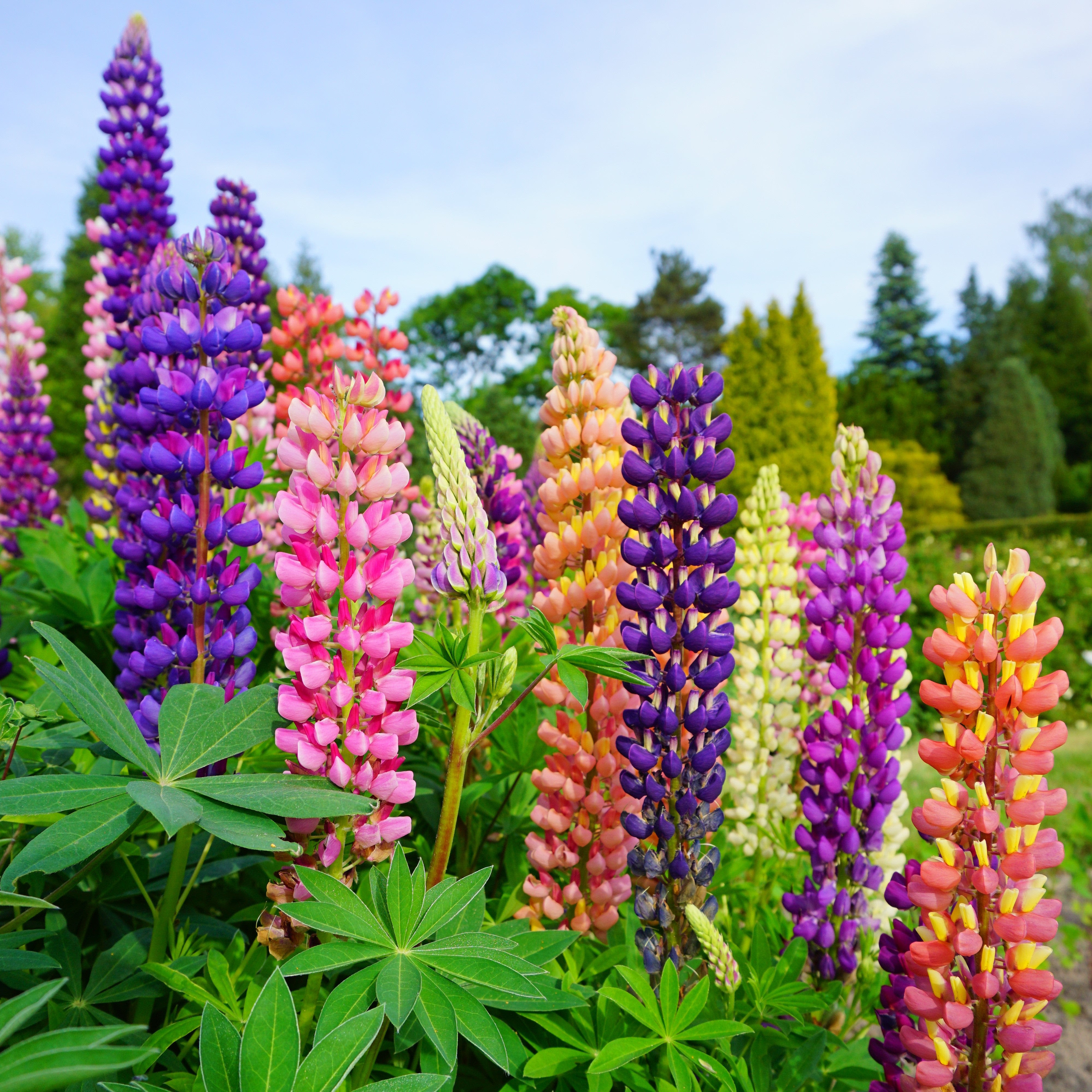 Wild lupine (lupinus perennis) is the blue perennial plant that grows in the eastern half of the north america. New Color Mix Lupine Plants For Sale Lupinus Gallery Mix Easy To Grow Bulbs