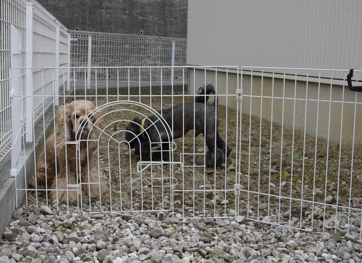 コレクション ドックラン 作り方 犬 ドックラン 作り方