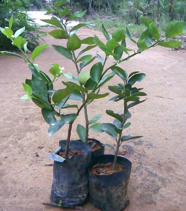 Limau kasturi punya ciri khasnya yaitu buahnya bulat, berwarna hijau tapi kalo udah matang berwarna kuning. Pengusaha Anak Pokok Limau Nipis Di Shah Alam Pembekal Pengusaha Asas Tani Anak Pokok Benih Pertanian Tanaman Daun Pokok Limau Nipis Untuk Dijual Kelebihan Kegunaan Pembekal Harga Paling Murah