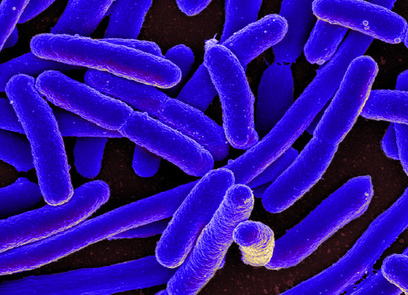 E. coli Bacteria