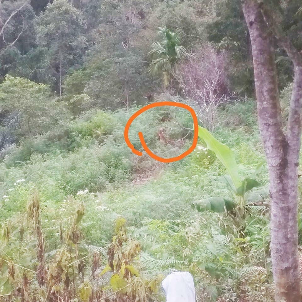 Maybe you would like to learn more about one of these? Penghalauan Harimau Sumatera Di Nagari Gantung Ciri Kabupaten Solok Bksda Sumbar