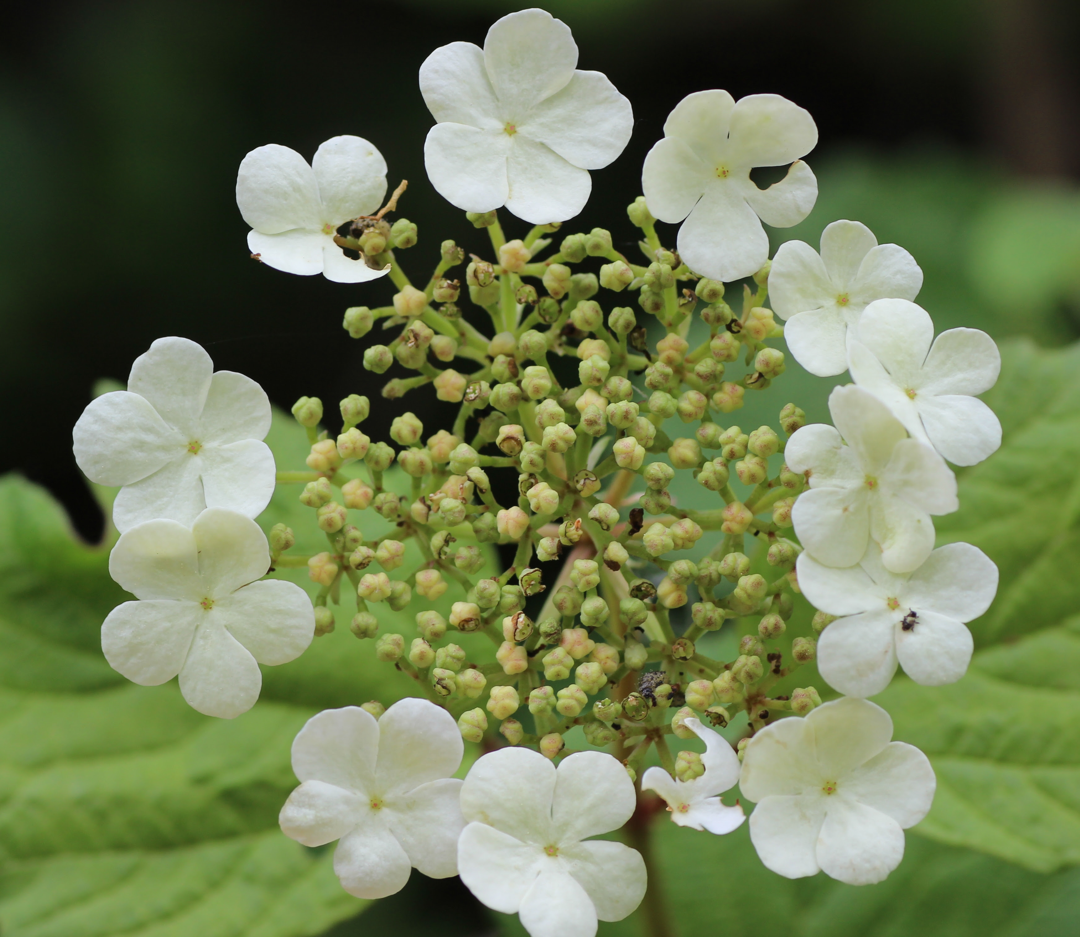 Il seguente fiori a palla nome prodotti possono ottieni fiori a palla nome via idee e ispirazione! Viburnum Opulus L Portale Sulla Flora Del Basso Corso Del Lamone Prov Ravenna
