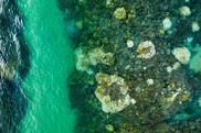 coral bleaching