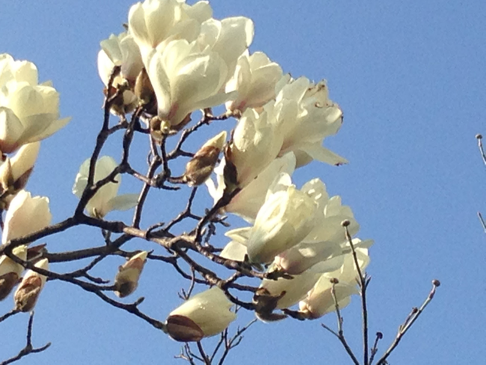 美しい花の画像 ベスト50 3 月 白い 花