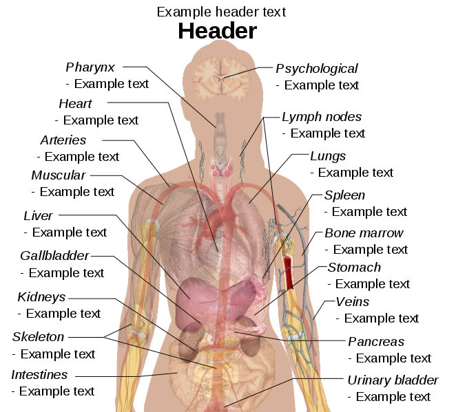 Human Body Diagram Female Back Human Body Anatomy