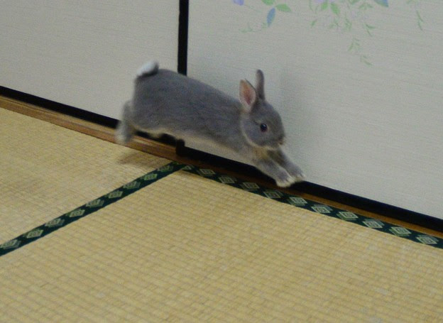 すべての動物の画像 トップ100うさぎ ジャンプ