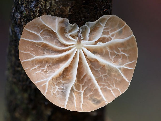 photos of mushrooms