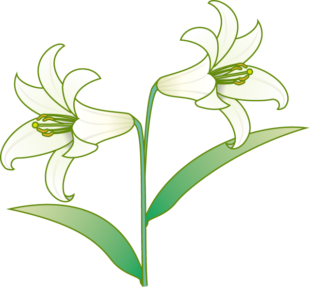 美しい花の画像 トップ100 ゆりの花 イラスト