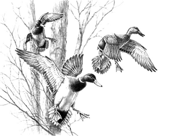 How To Draw A Mallard Duck Step By Step