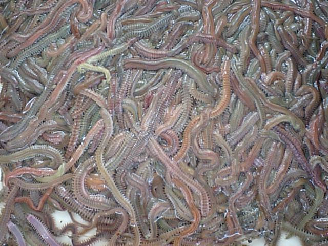 無料ダウンロードアオイソメ 養殖 すべての魚の画像