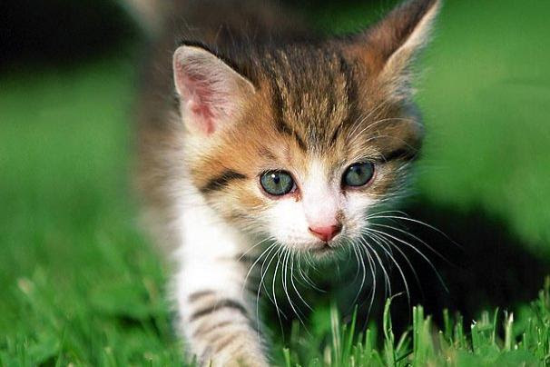 We share cute kittens and cats photos, videos, and articles. Absolutely Adorable Kitten Photos Too Cute Animal Planet