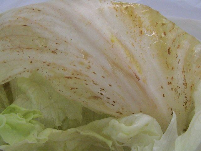 無料ダウンロード レタス 茶色 レタス 茶色 斑点