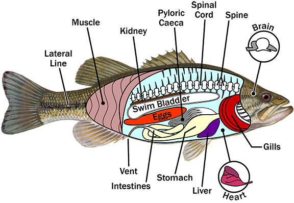 Fish Anatomy