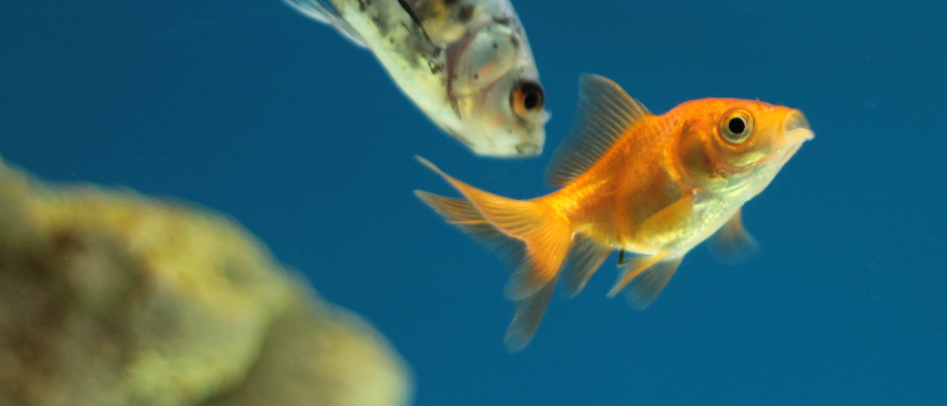 aquaponics underwater - aquaponic