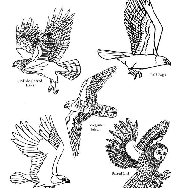 Download Osprey Bird Coloring Pages - Dejanato