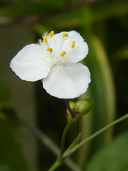 美しい花の画像 元のブライダル ベール 花