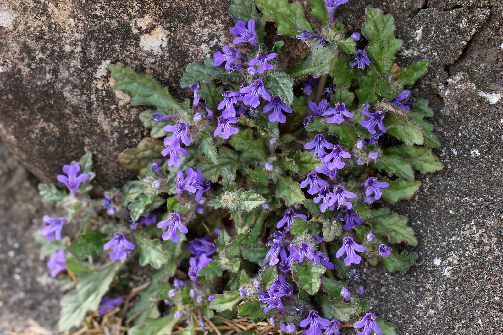 最高キランソウ 花 言葉 すべての美しい花の画像
