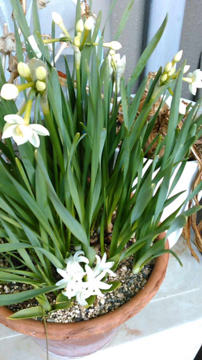 ラブリー球根 花 植えっぱなし 最高の花の画像