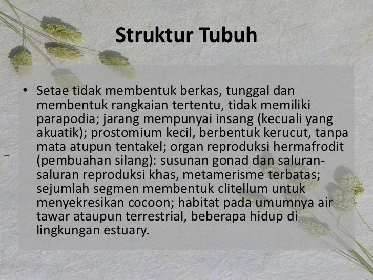  Contoh  Hewan  Invertebrata Yang  Termasuk  Filum  Porifera 