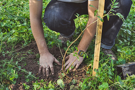 Outdoors, nature, person, hands, feet, tree, planting, wooden stake, grass, dirt