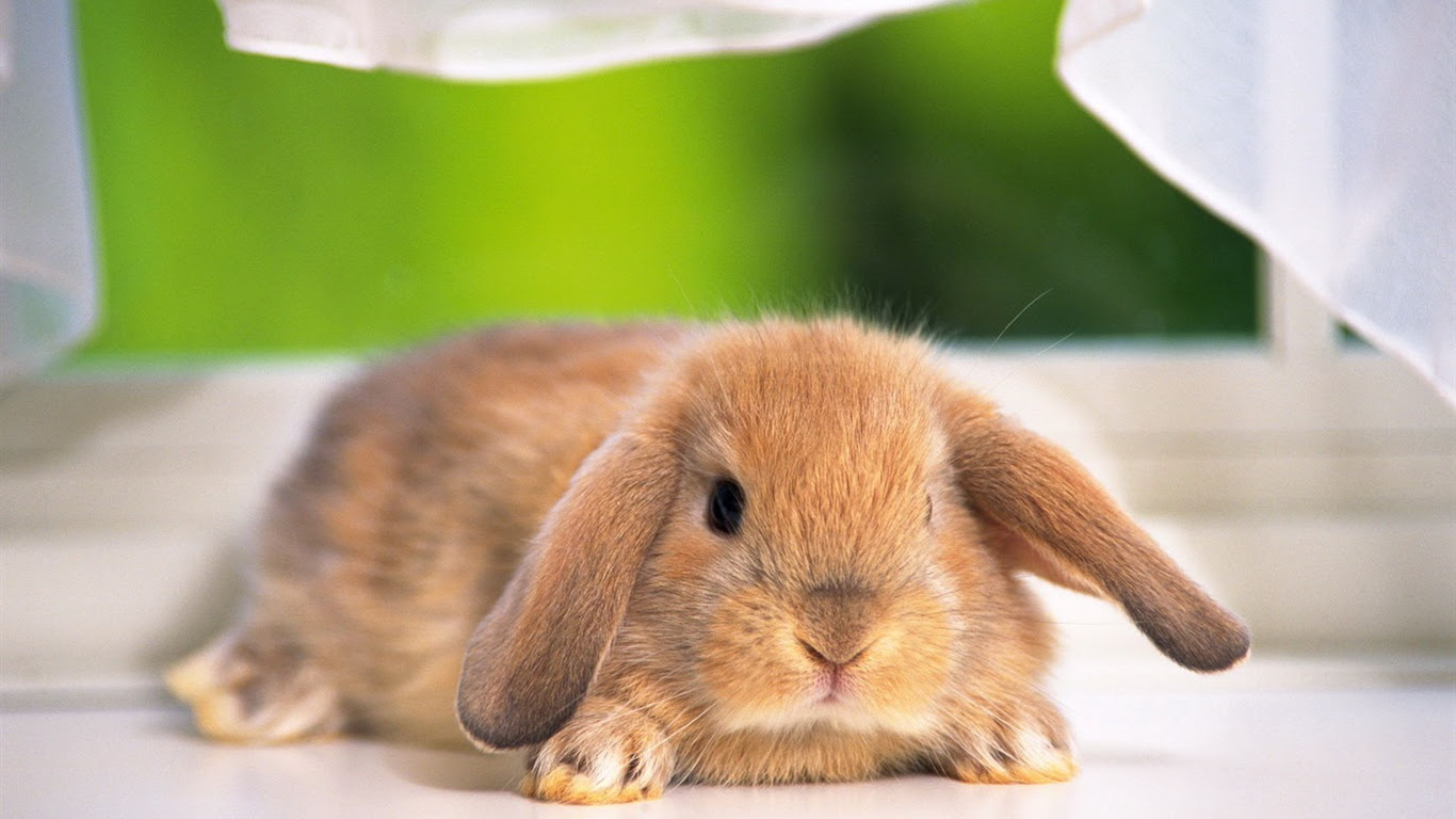 うさぎ の 壁紙 うさぎ きつね ディズニー 最高のディズニー画像